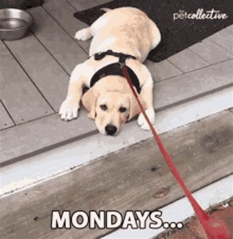 49 GIFs. Tons of hilarious Monday GIFs to choose from. Instead of sending emojis, make it enjoyable by sending our Monday GIFs to your conversation. Share the extra good vibes online in just a few clicks now! Happy GIFgiving! Good Morning Monday Happy Monday Good Morning Happy Monday Monday Motivation Its Monday Cyber Monday Monday …